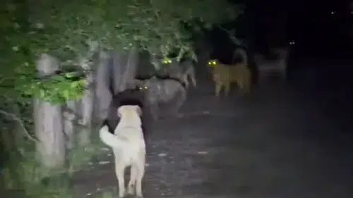 Ankara ormanlarında şaşırtan karşılaşma