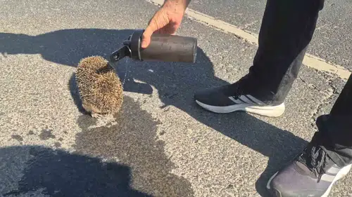 Tekirdağ yangınında polisten kirpiye şefkat eli