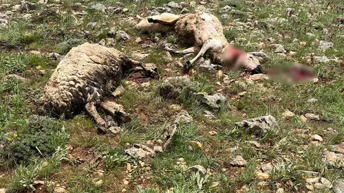 Sivas Gürün kırsalında yıldırım felaketi