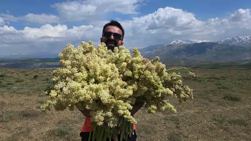Van dağlarında doğal hasat zamanı