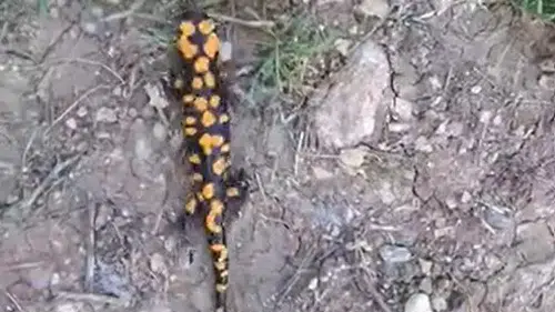 Göksun kırsalında nadir görülen canlı objektife yansıdı