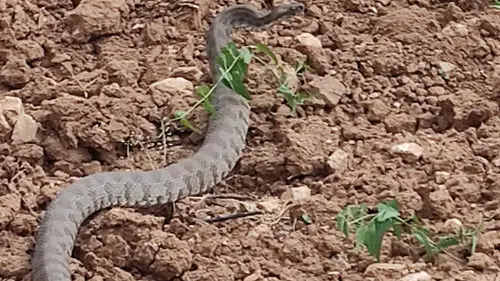 Malatya’da dev yılanla traktörlü düello