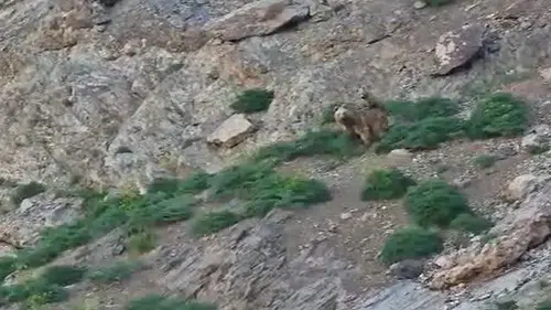 Hakkari’nin doğasında şaşırtan ayı ziyareti