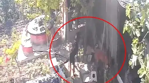 Mudanya'da başıboş köpekler kümese daldı