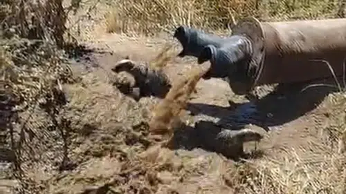 Bismil tarlasında sulama borusundan porsuklar çıktı