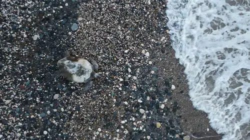 Mersin sahillerinde caretta caretta mesaisi başladı