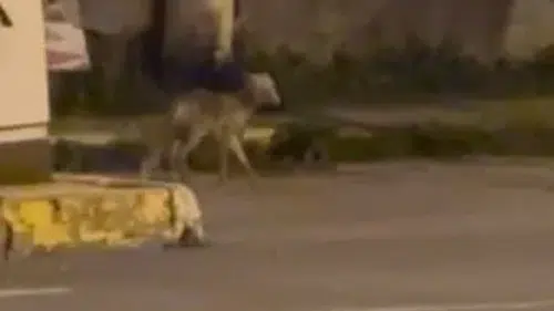 Ardahan sokaklarında gece yarısı gezintisi