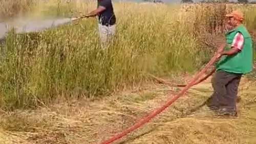 Karacabey tarlalarında elektrik teli dehşeti