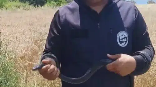 Hataylı Yılancı Kemal evdeki dev karayılanı eliyle yakaladı