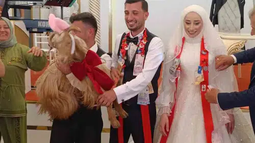 Trabzon’daki düğünde damada keçi hediye ettiler