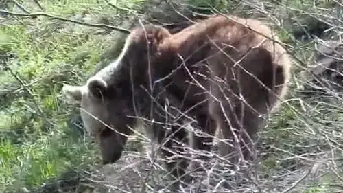 Dağların Oğlu ayılarla olan korku duvarını yıkıyor