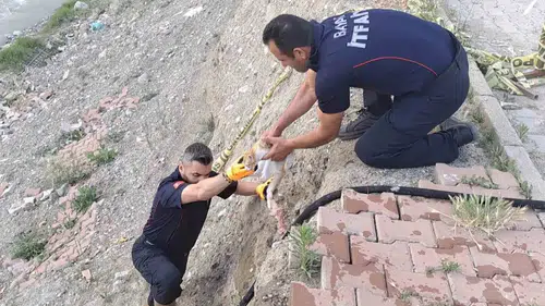 Çorum’da altı metrelik duvardan düşen yavru kedi kurtarıldı