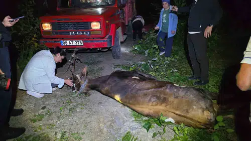 Artvin’de uçuruma düşen inek için zorlu kurtarma operasyonu