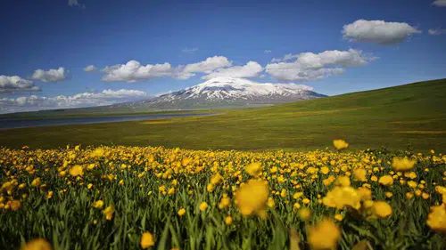 Süphan Dağı eteklerinde bahar sarı çiçeklerle geldi