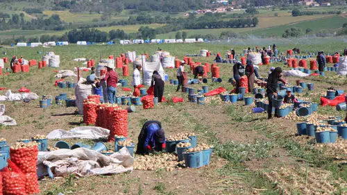 Amasya tarlalarında soğan hasadı dönemi başladı