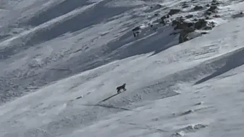 Bitlis dağlarında nadir rastlanan orman hayaleti görüntülendi