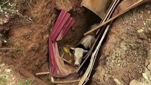İzmit'te define avcılarının bıraktığı çukura büyükbaş hayvan düştü