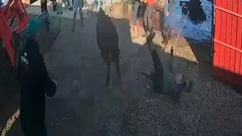 Kurbanlık boğa elinden kaçınca ortalık karıştı 5 yaralı