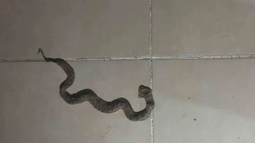 Siirt Kurtalan’da yılanlar apartman boşluklarına kadar girdi