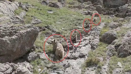 Erzurum dağlarında anne ayı ve yavrularının nadir anları