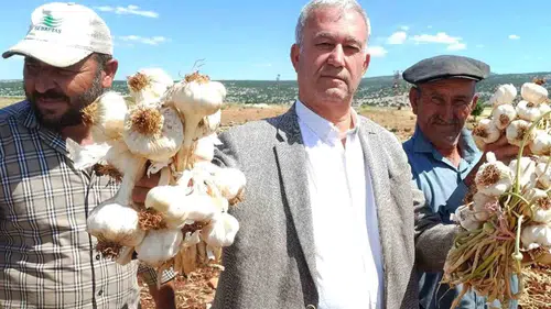 Araban ovasında hasat zamanı Sarımsakta altın sezon başladı