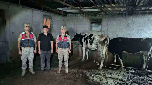 Kilisli gencin kayıp hayvanlarını jandarma arazide buldu
