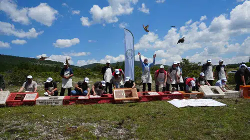 Kastamonu doğasına bin 200 kınalı keklik bırakıldı