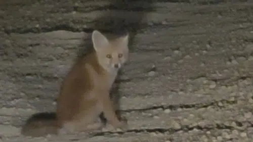 Tunceli yollarında beklenmedik misafirler