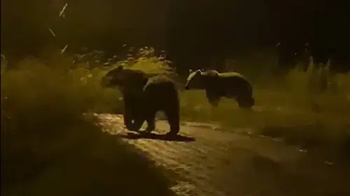 Yozgat'ta köy meydanında iki ayıyla burun buruna geldiler