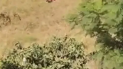 Adana'da babadan oğluna kanal kenarında şiddet