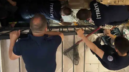 Edirne’de kütüphaneye sığınan hamile kedi için duvarları yıktılar