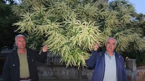 Burhaniye sokaklarını kestane ağaçlarının kokusu sardı