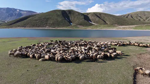 Göçerlerin sıcaktan kaçış rotası Bitlis yaylaları oldu