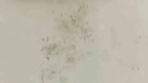 Rize’deki yaylada bir ayı 20 evi talan etti