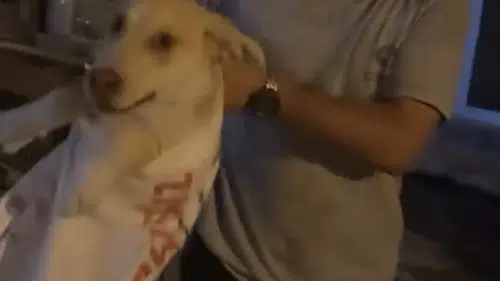 Hatay'da bir kişi köpeği çuvala hapsetti