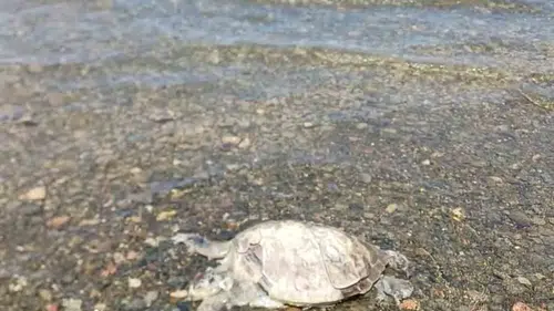 Ula sahilinde kıyıya vuran Caretta Caretta bulundu