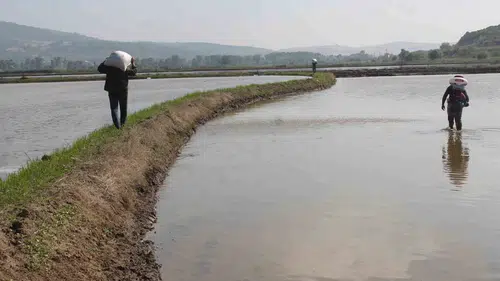 Manyas ovasında çeltik mesaisi hız kazandı
