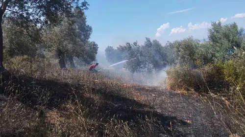 Burhaniye zeytinliklerinde yangın alarmı