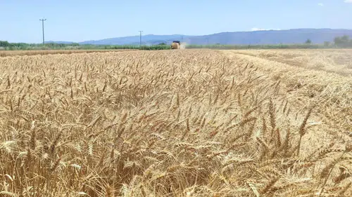 Söke Ovası’nda buğday hasadı tüm hızıyla devam ediyor