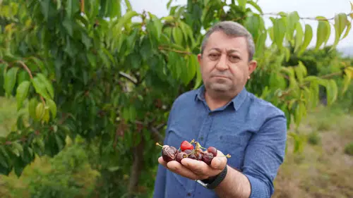 Tokatlı üreticinin kiraz umudu yağmurla birlikte toprağa karıştı