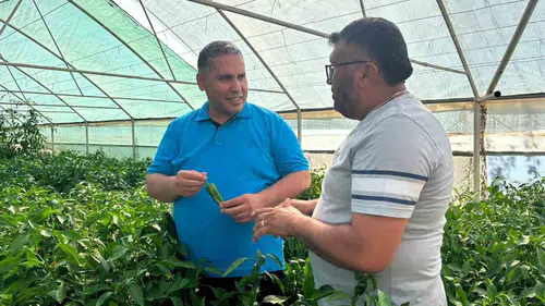 Sarıgölün meşhur Emcelli biberinde hasat vakti geldi