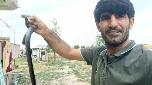 Siirt’te korkusuz müdahale evdeki yılanı eliyle dışarı çıkardı