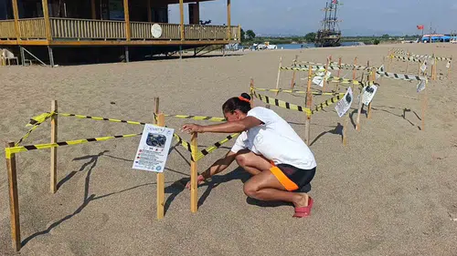 Manavgat sahillerinde 20 bin minik deniz yolcusu için seferberlik