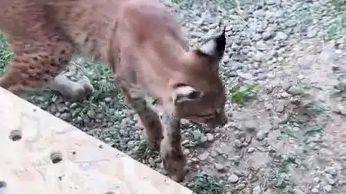 Edirne sınırında bagajda kaçak vahşi hayvan operasyonu