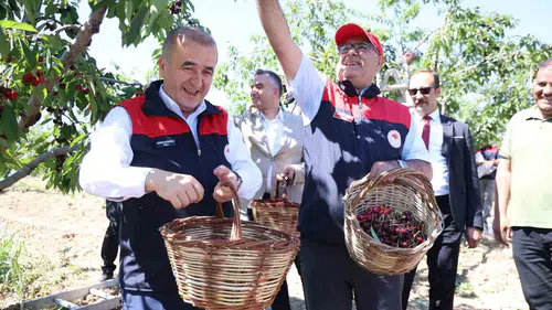Elazığ’da kiraz bereketi Hasat başladı