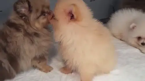 Kapıkule sınırında gizli bölmede 5 yavru köpek yakalandı