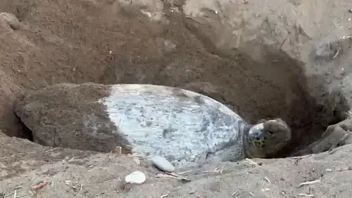 Akdeniz’de Caretta Caretta’ların yumurtlama mesaisi iki hafta rötar yaptı