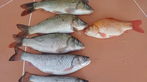 Sivaslı balıkçının altın balık heyecanı kısa sürdü