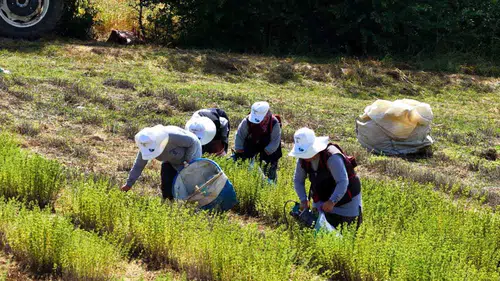 Kocaeli’de boş tarlalar tıbbi bitkilerle ekonomiye değer katıyor