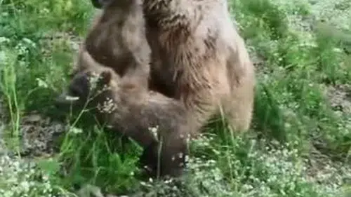 Artvin’de boz ayı ailesinin neşeli anları kameraya yansıdı